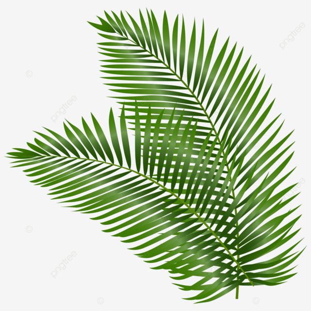 Palm Leaf