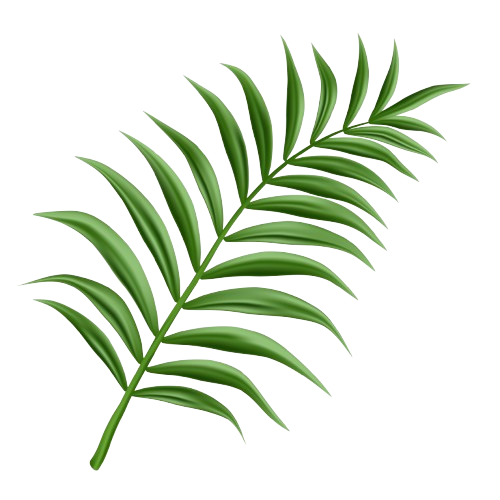 Palm Leaf